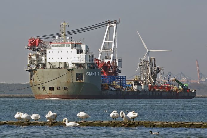 AD: Schepen, herrie en stank, wie wil er leven in de Nieuwe Waterweg? Nou, genoeg dieren