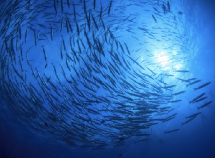 Misschien worden we opnieuw zeedieren
